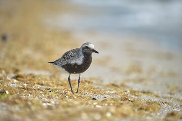Black-Bellied Plover wild sea birdlooking for food on seaside in summer