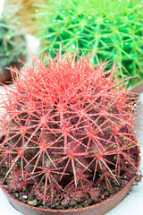 Colored cacti in flower pots. Abstract creative cactus background. Plants for home decoration concept. Red cactus