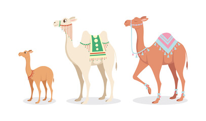 Vector illustration of cute and beautiful camels on white background. Charming characters in babies and large different types in cartoon style.