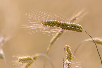 Growing farming field with grain cereal, ripening wheat waiting for summer harvest and agricultural fresh ingredients with organic food farming needs raindrops on fresh field to make bread and cereals