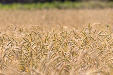 Growing farming field with grain cereal, ripening wheat waiting for summer harvest and agricultural fresh ingredients with organic food farming needs raindrops on fresh field to make bread and cereals