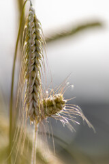 Fototapeta premium Growing farming field with grain cereal, ripening wheat waiting for summer harvest and agricultural fresh ingredients with organic food farming needs raindrops on fresh field to make bread and cereals