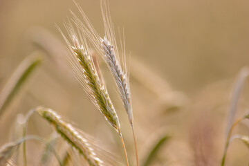 Growing farming field with grain cereal, ripening wheat waiting for summer harvest and agricultural fresh ingredients with organic food farming needs raindrops on fresh field to make bread and cereals