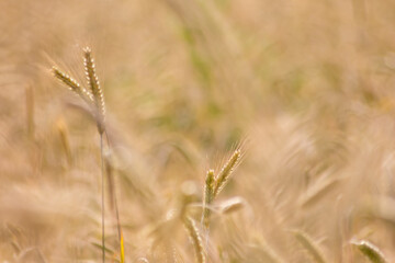 Fototapeta premium Growing farming field with grain cereal, ripening wheat waiting for summer harvest and agricultural fresh ingredients with organic food farming needs raindrops on fresh field to make bread and cereals