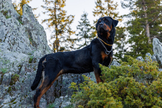 Dog of Rottweiler breed stands on ledge of mountain with vegetation and forest against backdrop of sky