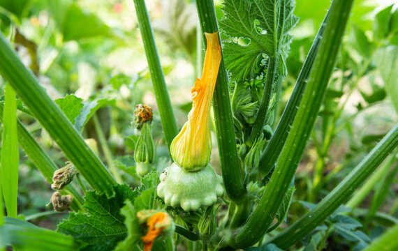 Macro photo of a young zucchini squash with a yellow flower among the leaves. Growing zucchini in a garden on a farm