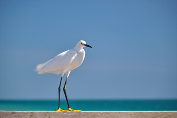 White heron wild sea bird, also known as great egret on seaside in summer