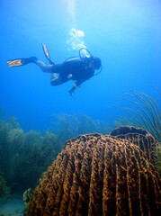 diving in a beautiful coral reef in the caribbean sea
