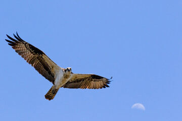 osprey in flight over the moon
