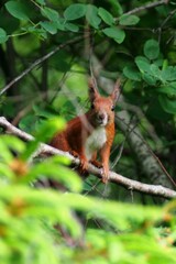 squirrel on a tree    red squirrel  - Sciurus vulgaris
