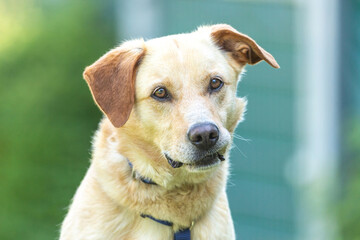 Portrait of a labrador mongrel mix breed dog in a garden in summer outdoors