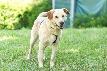 Portrait of a labrador mongrel mix breed dog in a garden in summer outdoors