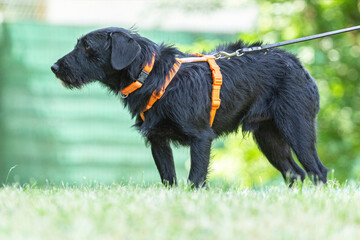 Portrait of a cute little schnauzer mix breed dog wearing a harness in a garden in summer outdoors