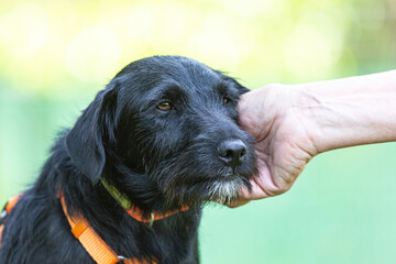 Close-up of a black schnauzer mixbreed mongrel dog enjoying getting petted by a person in summer outdoors