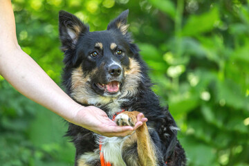 Portrait of a male Shepherd Collie mix breed dog in summer in a garden outdoors