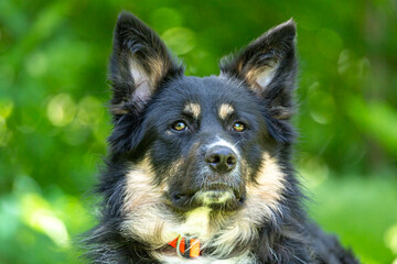 Portrait of a male Shepherd Collie mix breed dog in summer in a garden outdoors