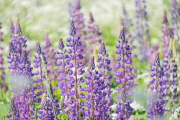 Lupinus, lupin, lupine field with pink purple and blue flowers. Bunch of lupines summer flower background
