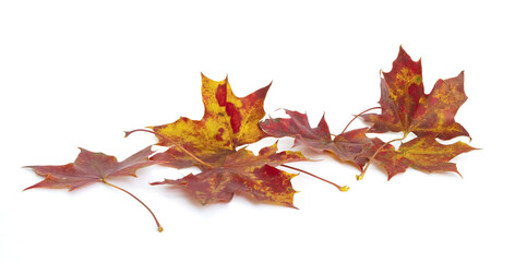 Feuilles mortes d'érable en automne