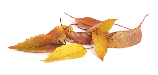 Feuilles mortes de cerisier en automne