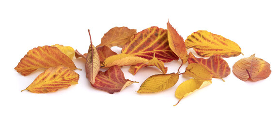 Feuilles mortes en automne	