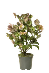 Helleborus Orientalis	