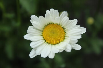 Obraz premium a chamomile flower blooms close-up against the background of green grass. Pharmacy medicinal herbs. Sedative