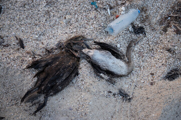 Photo of 2 dead cormorants after consuming plastic