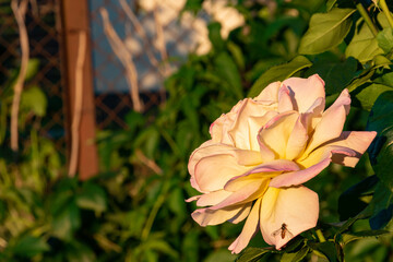 Obraz premium Rose flower growing in the garden