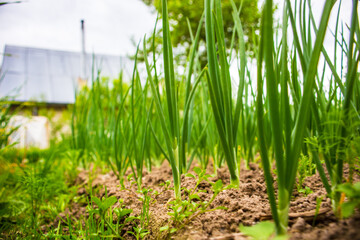 Obraz premium Onion crops planted in soil get ripe under sun. Cultivated land close up with sprout. Agriculture plant growing in bed row. Green natural food crop