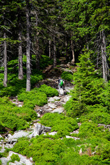 Tourist climbing on mountain green forest path rocky 