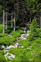 Obraz na płótnie Canvas tourist hikeing on mountain forest rocky trail