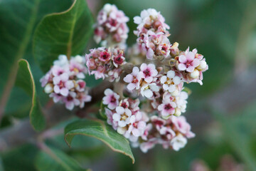 Pink flowering terminal racemose panicle inflorescence of Rhus Integrifolia, Anacardiaceae, native perennial gynodioecious evergreen shrub in San Diego County, Southern California Coast, Winter.