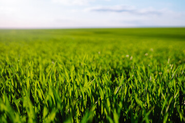 Organic green wheat in the field. Agricultural landscape in the summer.