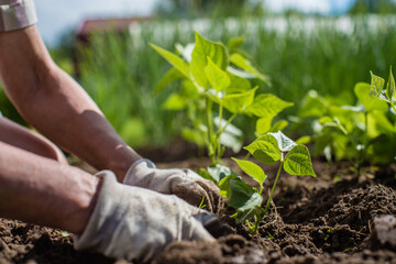 Planting plants on a vegetable bed in the garden. Cultivated land close up. Gardening concept. Agriculture plants growing in bed row