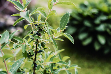 Obraz premium Garden fruit bush with dew drops on a summer morning. Beautiful natural countryside landscape with strong blurry background