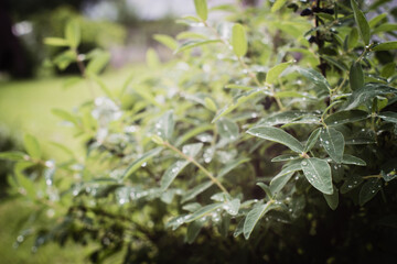 Garden fruit bush with dew drops on a summer morning. Beautiful natural countryside landscape with strong blurry background