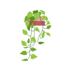 Green hanging houseplant. Home and office plant decoration. Flat vector illustration isolated on white background