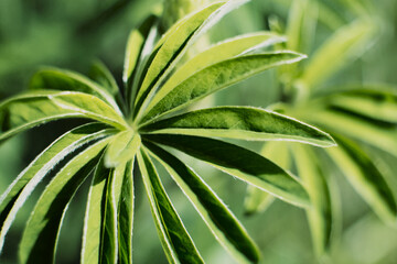 Plant resembling tropical trees. Creative tropical green leaves layout. Nature spring concept