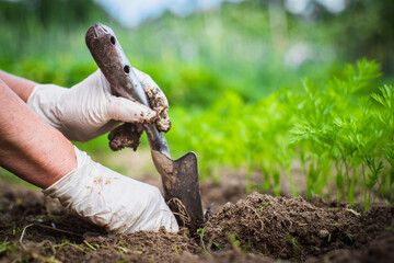 Human hands plant an agricultural seedling in the garden. Cultivated land close up. Gardening concept. Agriculture plants growing in bed row.