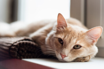 cute cat lies on the window. cat face close up	
