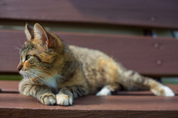 A tabby cat lies on a bench and looks into the distance in the countryside on a summer sunny day....