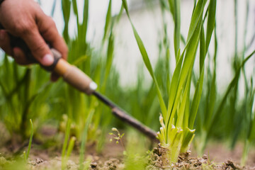 Obraz premium Weeding beds with agricultura plants growing in the garden. Weed and pest control in the garden. Cultivated land close-up