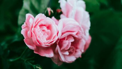 Pink rose flowers on a background of green leaves