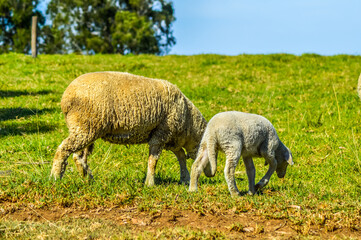 Cute Merino sheep in a farm pasture land in South Africa