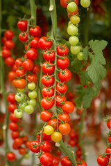 Estufas de cultivo protegido de tomate cereja e carmen e italiano de alta produtividade