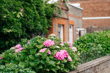 Fototapeta na wymiar flowers in front of house