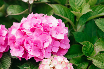 pink hydrangea flower