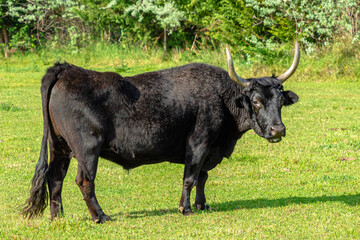 Portrait of brown bull with big horns isolated on the grass.