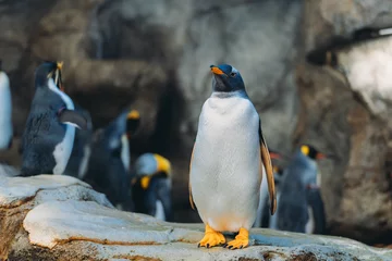 Fotobehang king penguin colony © Jianyu