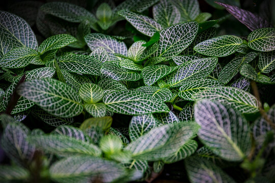 Silver gray peperomia or latin name peperomia griseoargentea in close-up